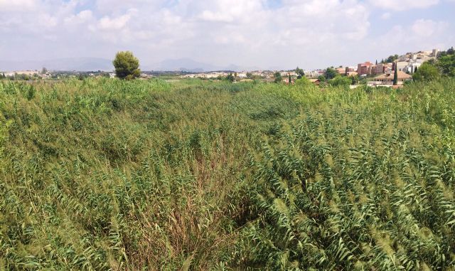 El Ayuntamiento insiste a la CHS en la urgente necesidad de limpiar de cañas el río a su paso por el municipio