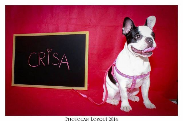 Crisa, una perrita bulldog francés de 6 meses, será la Mascota de Lorquí 2014
