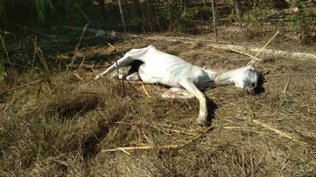 Rescatado un caballo en mal estado y trasladado a la Clínica Veterinaria de la Universidad de Murcia