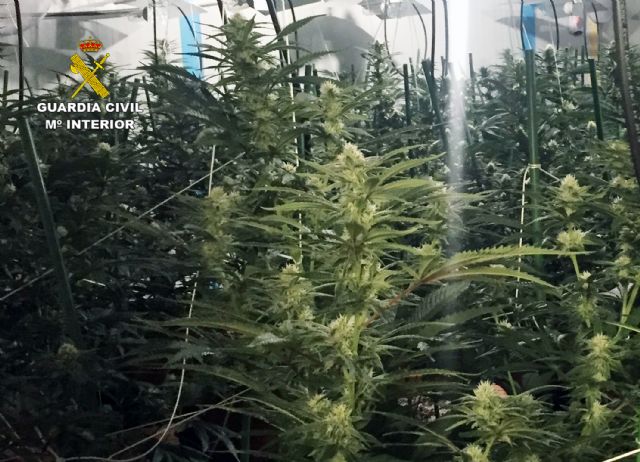 La Guardia Civil desmantela un invernadero clandestino de marihuana en Lorquí